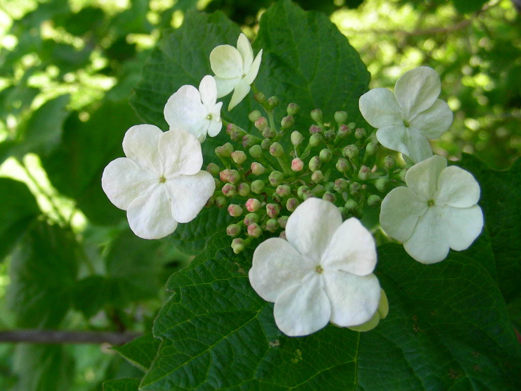 Viburnum opulus  /  Palla di neve